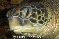 turtle head,nikon d2x 12-24mm by Puddu Massimo 